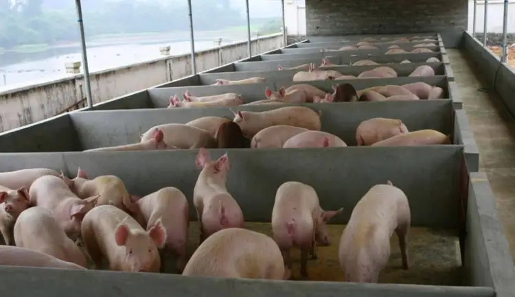 使用喷雾系统进行新疆养猪场除臭的优势