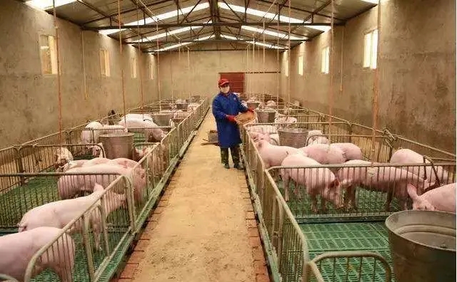 生物菌蔓延，新疆养猪场除臭怎么做？