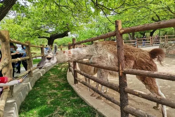 新疆动物园除臭剂怎么进行使用？