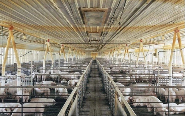 养殖时很重要工作就是新疆养猪场除臭