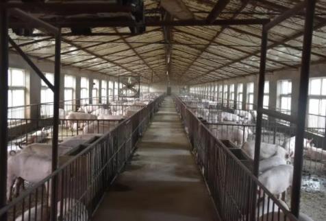 新疆养猪场除臭怎么进行处理？