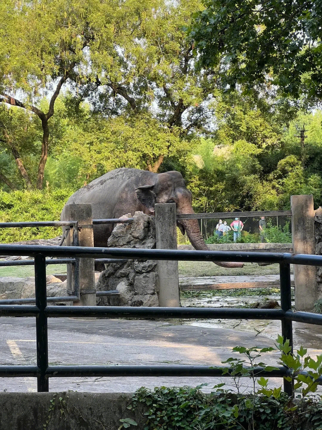 为什么要给动物园消毒除菌？新疆动物园除臭公司来分享