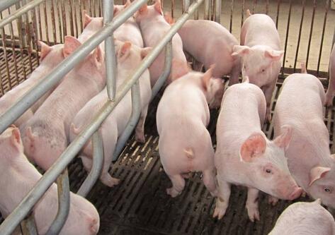 五个在进行新疆养猪场除臭降碳当中需求用到的处理手法