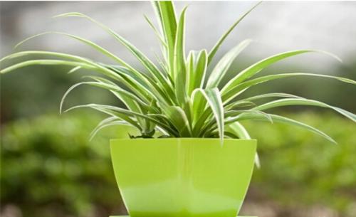 使用绿植进行新疆室内除甲醛有效果吗？