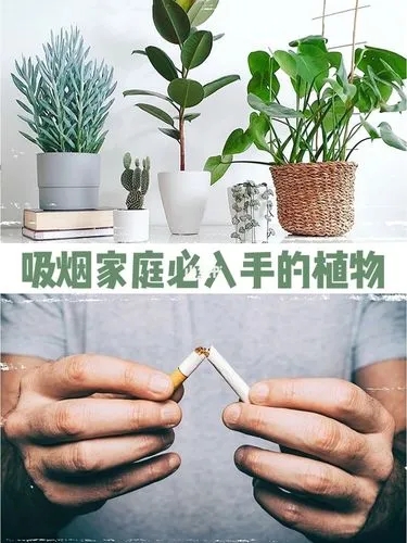 新疆室内除烟味的绿植推荐
