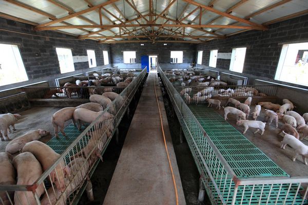 针对不同季节的气候特点，应该如何调整饲养管理和新疆养猪场除臭措施？