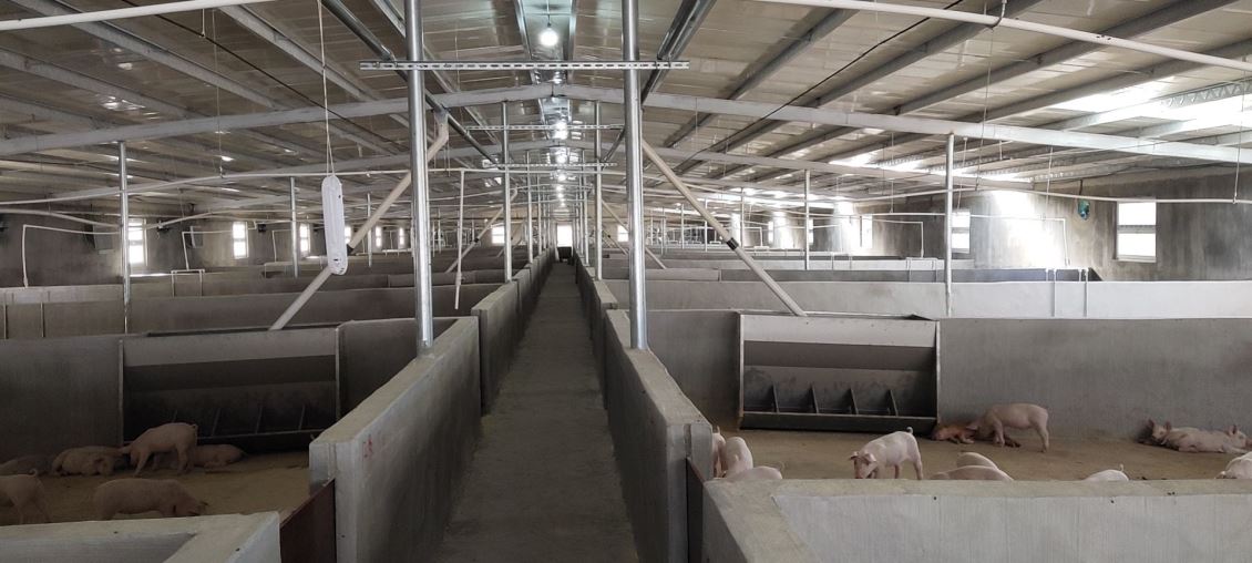 如何评估新疆养猪场除臭的效果，并进行持续的优化和改进？